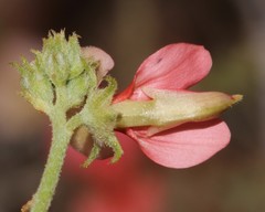 Indigofera heterotricha