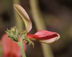 Indigofera heterotricha