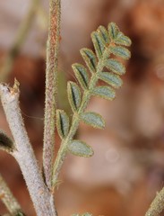 Indigofera heterotricha