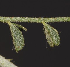 Indigofera heterotricha