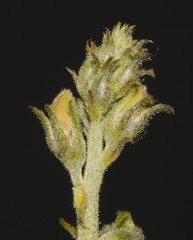 Indigofera heterotricha