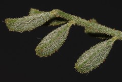 Indigofera heterotricha