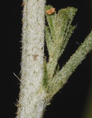 Indigofera heterotricha