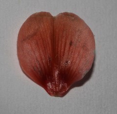 Indigofera heterotricha