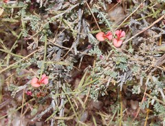 Indigofera heterotricha