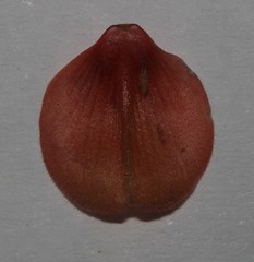 Indigofera heterotricha