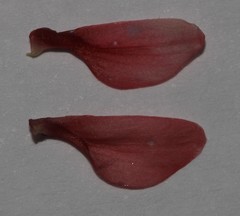 Indigofera heterotricha