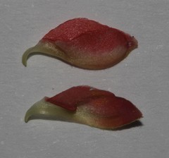 Indigofera heterotricha