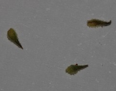 Indigofera heterotricha