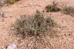 Indigofera heterotricha