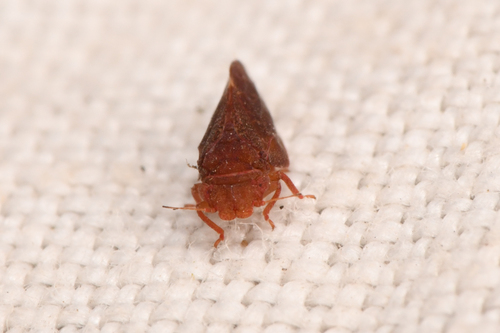 Manzanita Psyllid