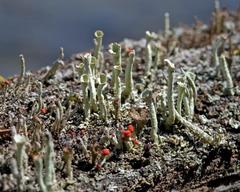 Cladonia deformis