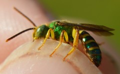 Agapostemon poeyi