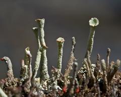 Cladonia deformis