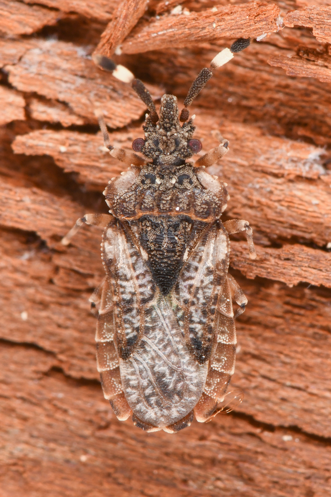 Aradus depictus