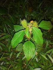 Acalypha arvensis