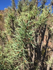 Euphorbia loricata