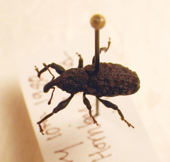 Steremnius tuberosus