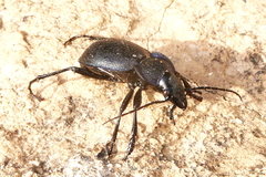 Carabus dufouri