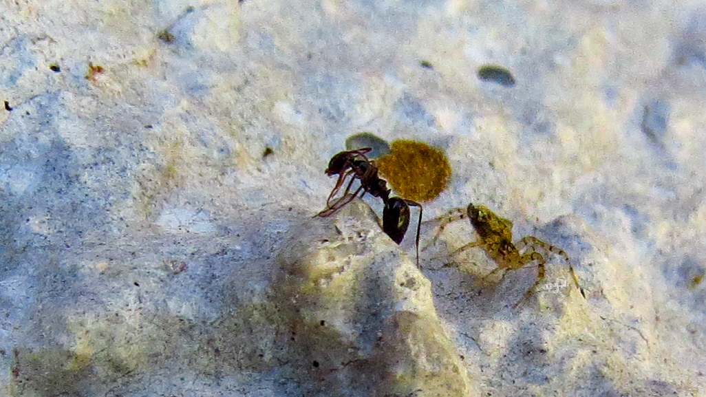 Lepisiota