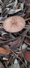 Agaricus austrovinaceus