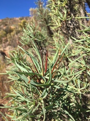 Euphorbia loricata