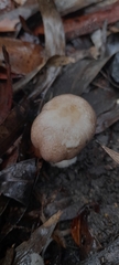 Agaricus austrovinaceus
