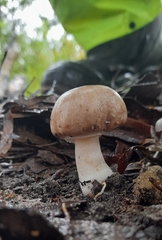 Agaricus austrovinaceus