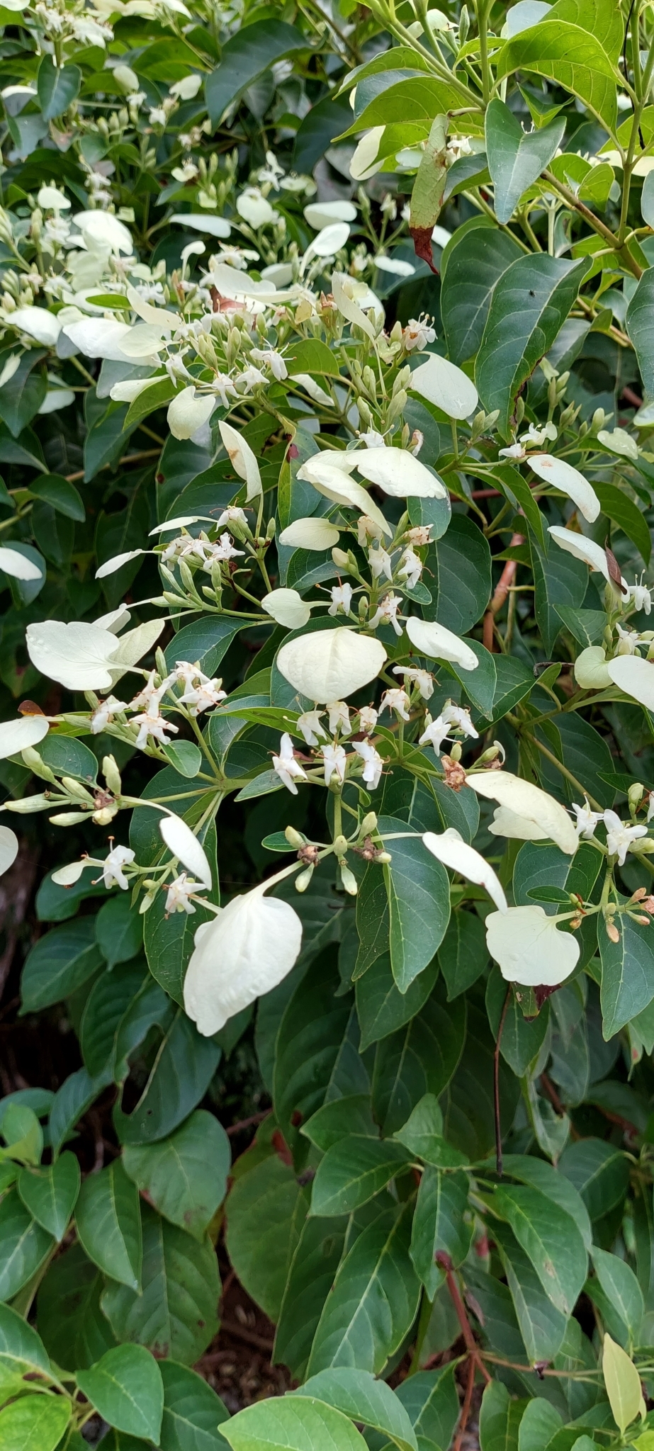 Calycophyllum candidissimum