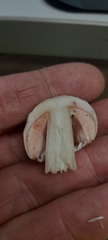Agaricus austrovinaceus