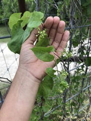 Cynanchum racemosum