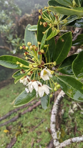 Drimys granadensis - Rama en floración con flores blancas agrupadas y botones