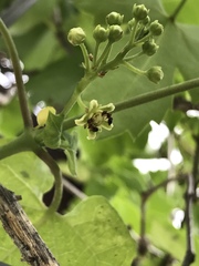 Cynanchum racemosum