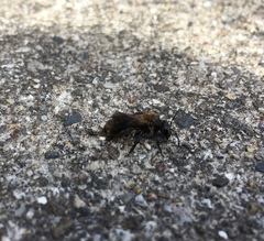 Melandrena