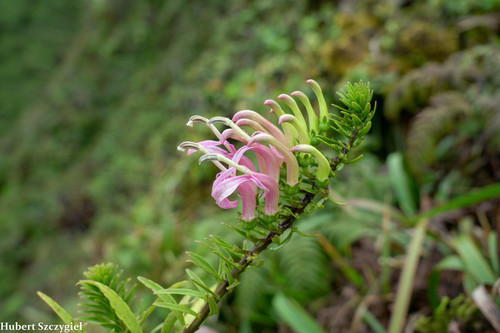 Trematolobelia macrostachys