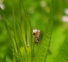 Endothenia gentianaeana