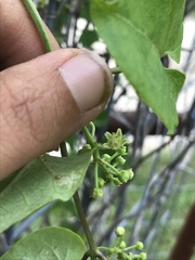 Cynanchum racemosum
