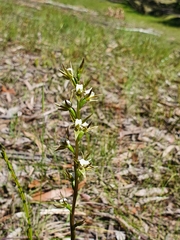 Prasophyllum elatum