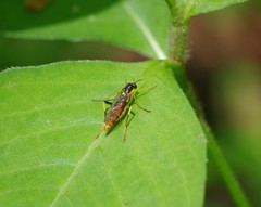 Xylomya simillima