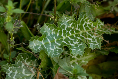 Silybum marianum