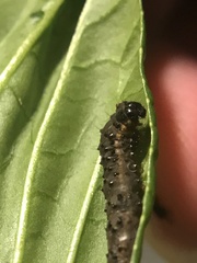 Evergestis pallidata