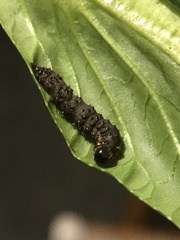 Evergestis pallidata