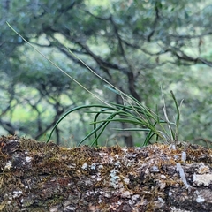 Microepidendrum subulatifolium