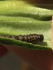 Evergestis pallidata