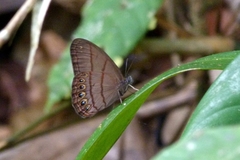 Splendeuptychia mima