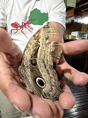Caligo placidianus