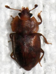 Epuraea aestiva