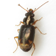 Bembidion rapidum