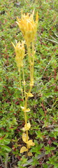 Sebaea hymenosepala