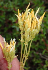 Sebaea hymenosepala